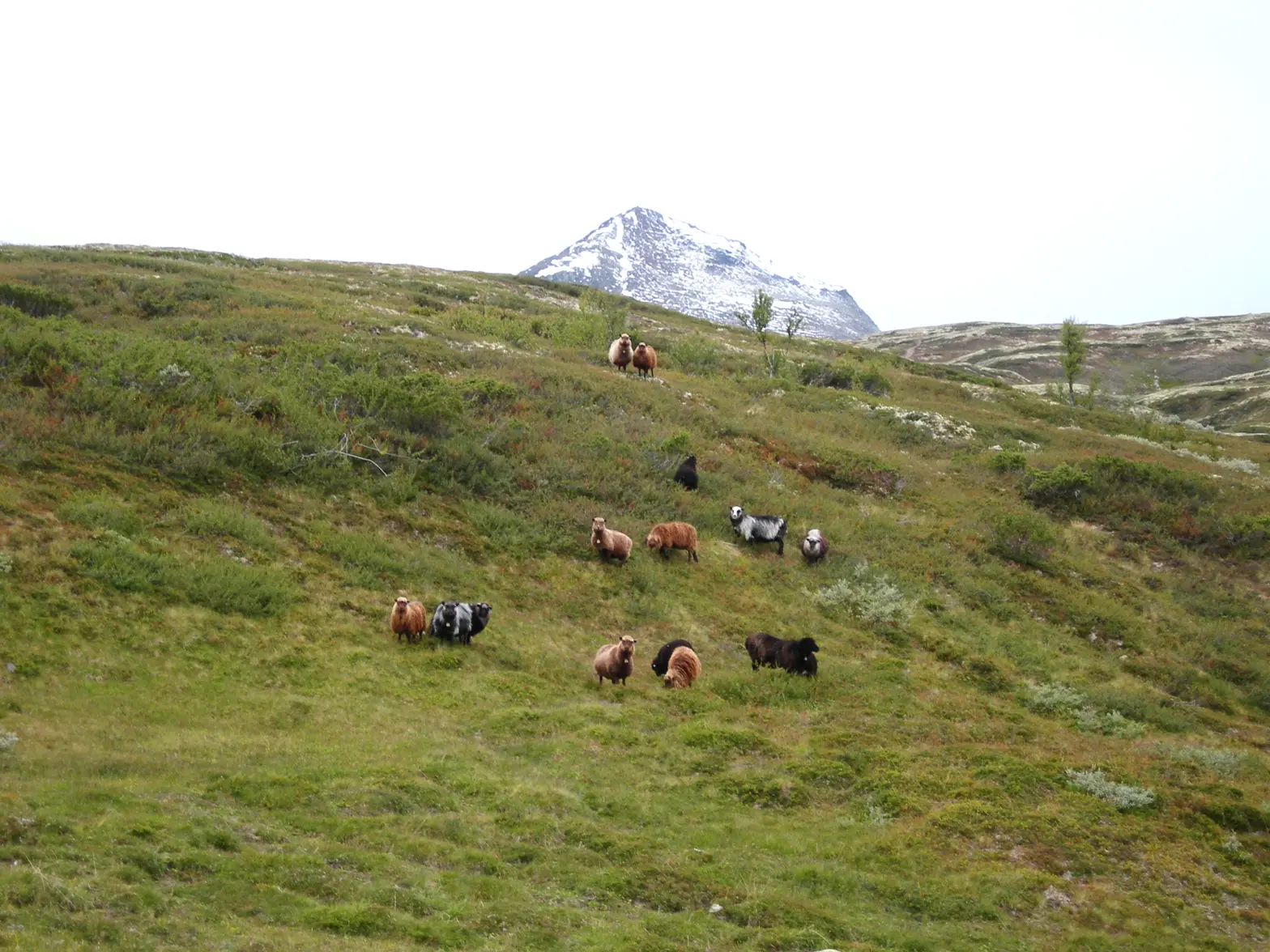 Forollhogna nasjonalpark